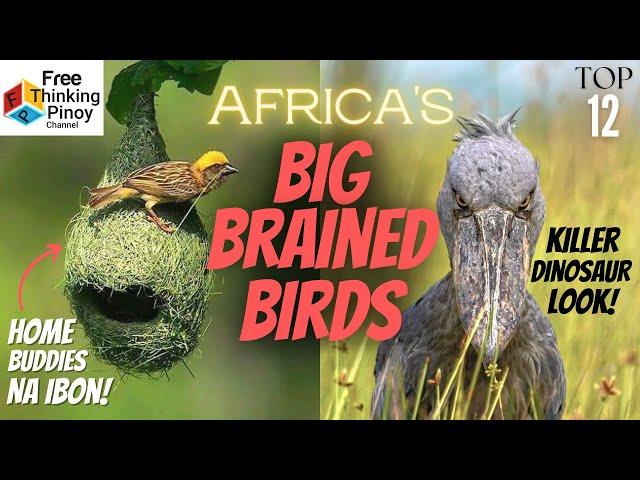 HANEP NA IBON!! Sa Africa mo Lang Makikita ang Ibon Na'to | TOP 12 BIRDS