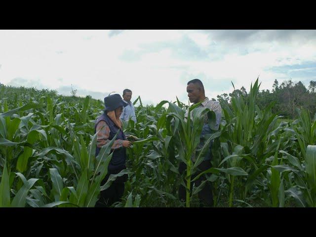 Distanpang Pidie Kembangkan Tanaman Jagung di Delapan Kecamatan