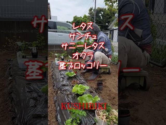 櫛引農園　葉物野菜植え付け#家庭菜園 #津軽弁 #無農薬野菜 #有機栽培 #レタス #サンチュ#おくら #茎ブロッコリー