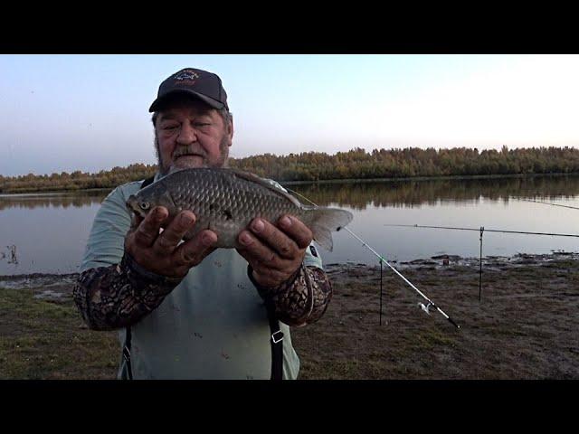 Отличный карась и стеклянный судак. Рыбалка с ночёвкой осенью.