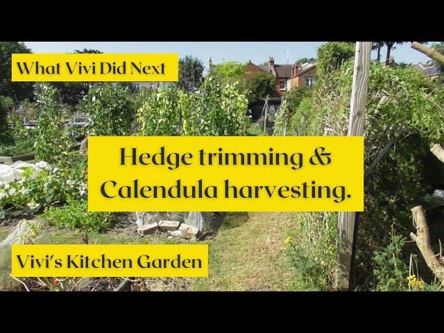 Vivi's Kitchen Garden: Hedge trimming & Calendula harvesting.