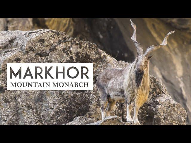 Markhor Documentary I Wildlife Documentary