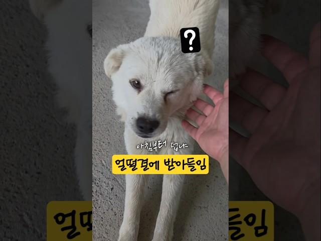 얼떨결에 스킨쉽 ㅋ #귀촌라이프 #일상 #강아지 #길댕댕이 #시골개 #이루아 #시고르자브종 #귀요미 #dog #떠돌이개