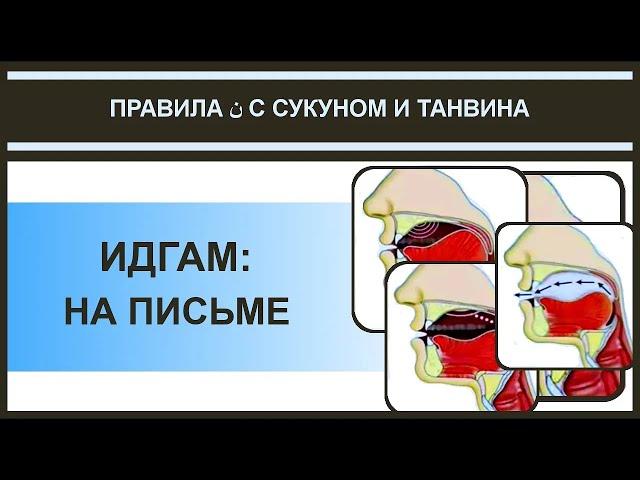 Айман Сувейд. 13. Правила нун с сукуном: ИДГАМ (признаки в мусхафе) (русские субтитры)