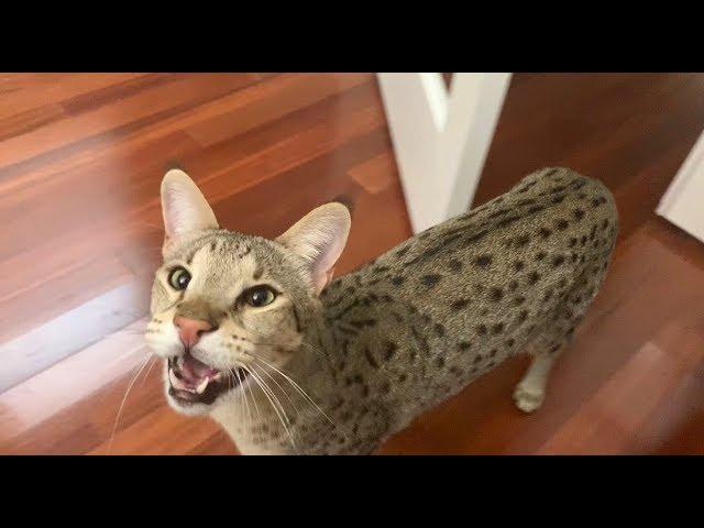 Big Savannah Cat Meow