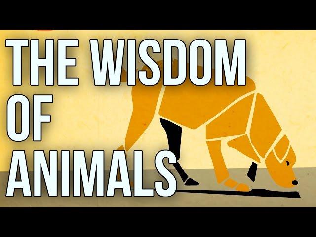 The Wisdom of Animals