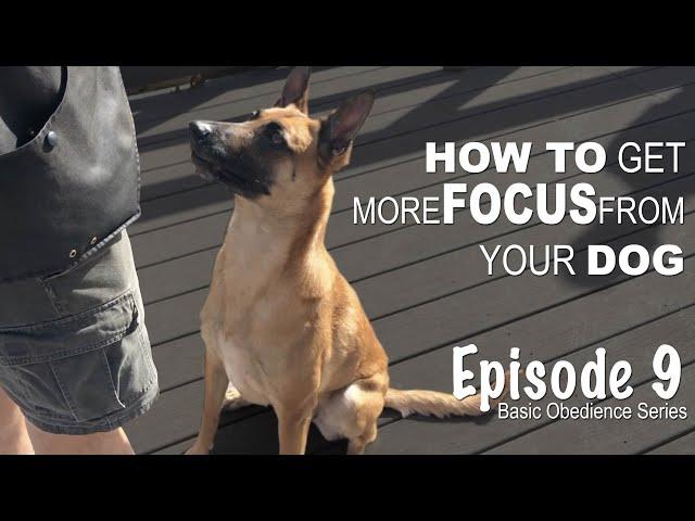 How to get more FOCUS from your dog. Episode 9