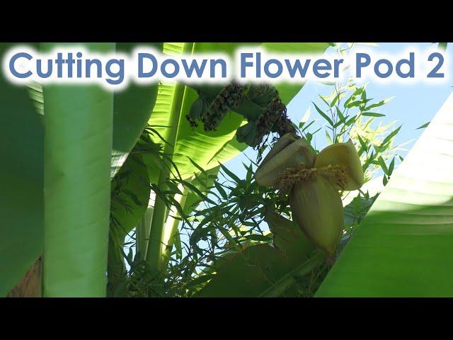 Cutting Down a Flower Pod from a Musa Basjoo Cold Hardy Banana Plant