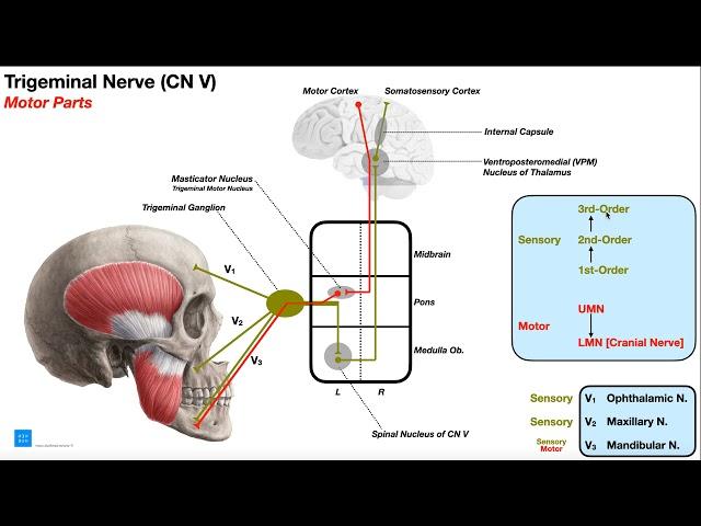 Cranial Nerve V - Trigeminal Nerve [Part 1] | Origin, Structure, Pathway & Function