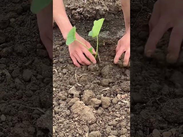 plant gourds in the field #vegegarden #satisfying #farming #garden #gardening #shortsvideo