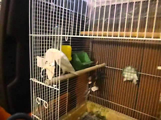 Lovebird Nest Box With 5 Eggs