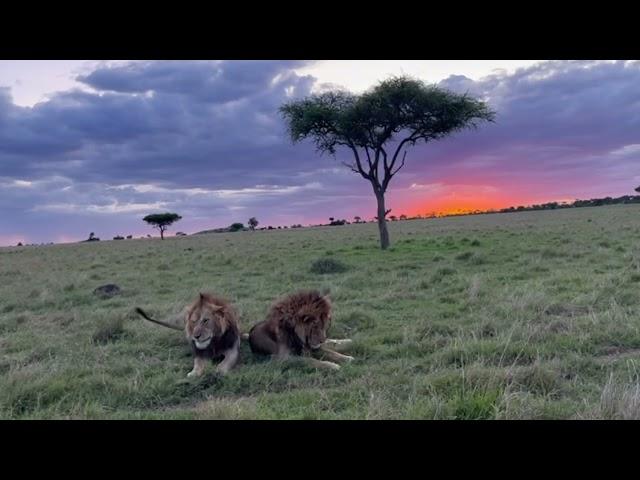 Tanzania Luxury Safari  *raw clips*
