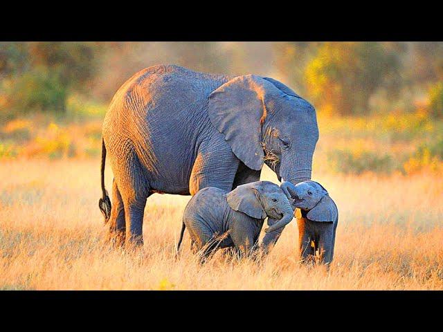 A pretty baby elephant and such a defenseless hoot is not at all small