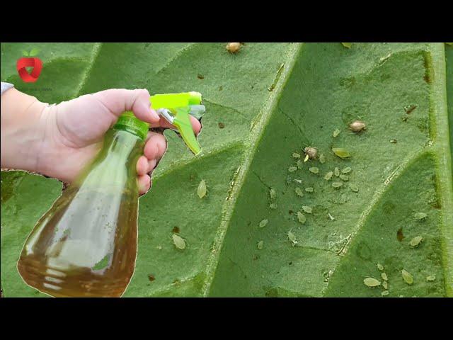 Aphids disappear in an instant with this natural remedy - Make it yourself!