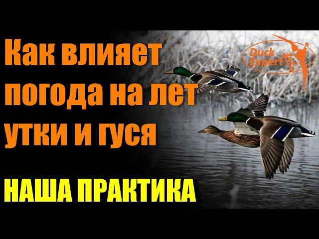 Как влияет погода на поведение и лет утки и гуся. Наша практика.