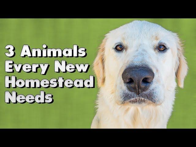 3 Animals Every New Homestead Needs