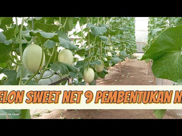 melon sweet net 9 pembentukan net