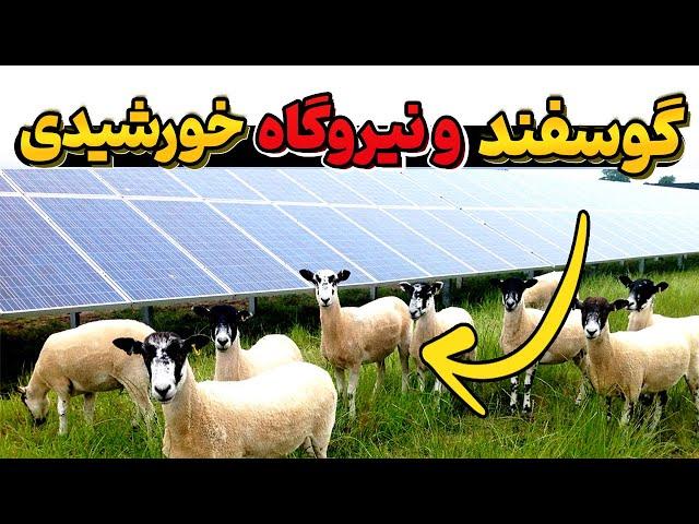 چرا چین در بزرگترین نیروگاه خورشدی جهان 300 هزار گوسفند پرورش میدهد؟