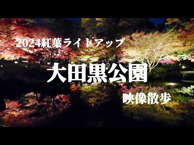 【映像散歩】大田黒公園 紅葉ライトアップ2024