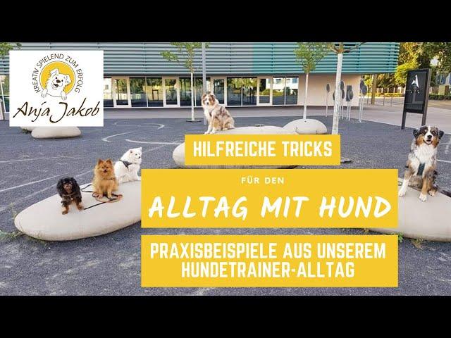 Wie hilfreich Tricks für den Alltag sind. Anhand von Praxis-Beispielen aus dem Hundetrainer-Alltag