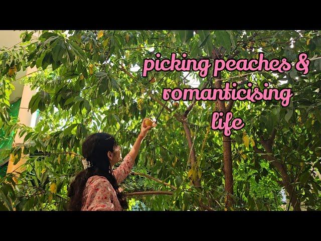 vlog / last week before vacation ; picking peaches and making tea 🪄️