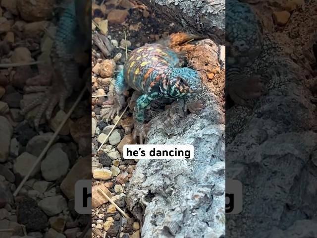 Lizards Love Dance Battles