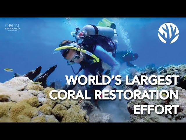 Coral Restoration Foundation™ The World's Largest Reef Restoration Effort