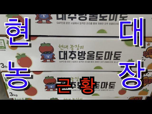 현대농장 수퍼방토 근황보고! #KTAI보이스