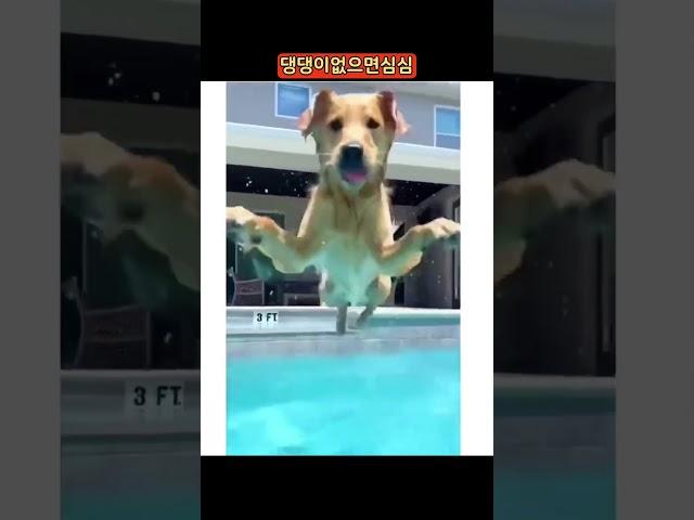 강아지 없으면 심심해서 어떻게살아?