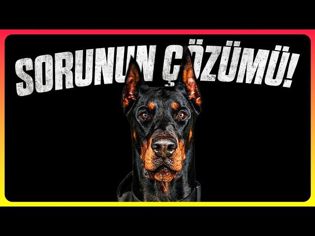 Sokak Köpeği Problemi Nasıl Çözülür?