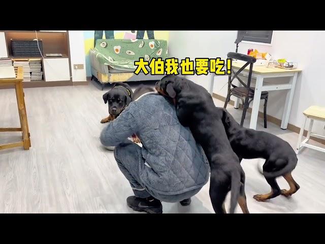 小坨越大，老坨越烦，看来还是妈妈靠谱一点#一坨 #pets #罗威纳 #罗威纳护卫犬 #rottweiler #rottweilerpuppy #向威和一坨#funny #搞笑