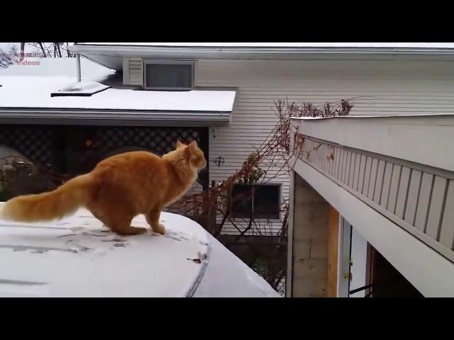 O MELHOR VÍDEO DE GATOS PULANDO E CAINDO! IMPOSSÍVEL NÃO RIR KKKKKK