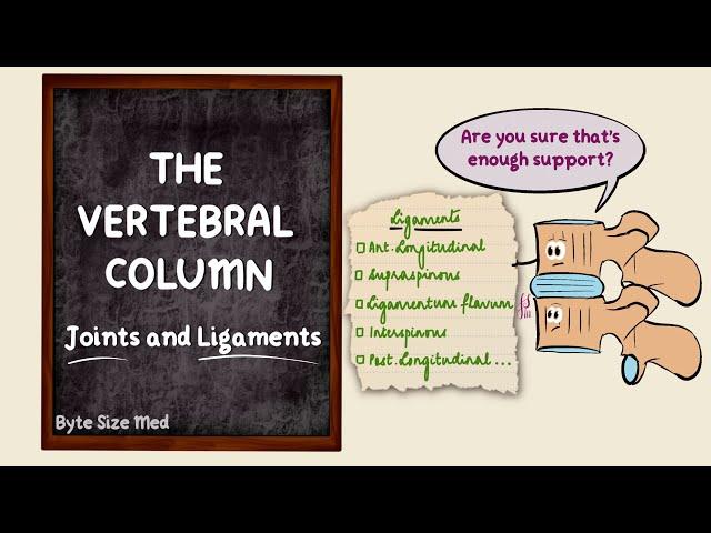 The vertebral column | Joints and Ligaments | The skeletal system | Osteology | Anatomy Doodles