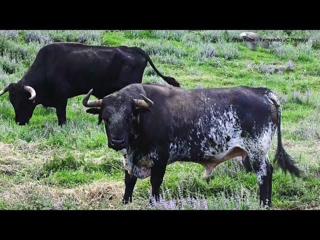 JAF - Buscar As Vacas - (Bringing The Cows) - Ilha Terceira - Açores - Portugal