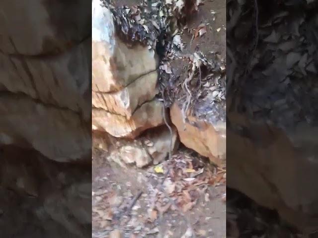 Amasya / Taşova Arduçönü köyü boğalı yaylasında yapılması planlanılan maden sahasında
