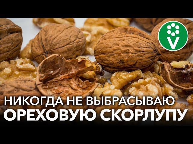 УДИВИТЕЛЬНЫЕ СВОЙСТВА СКОРЛУПЫ ГРЕЦКОГО ОРЕХА! Как применять скорлупу с пользой для здоровья и сада