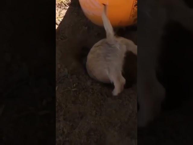 ㅎㅎㅎ뼈를 너무 깊이 묻었나? where did I bury bones? https://www.youtube.com/watch?v=Pmb2ji5O7vg