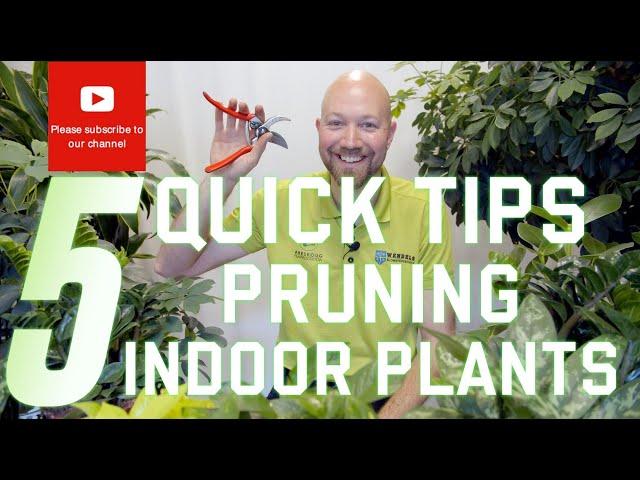 5 Quick tips on Pruning indoor plants