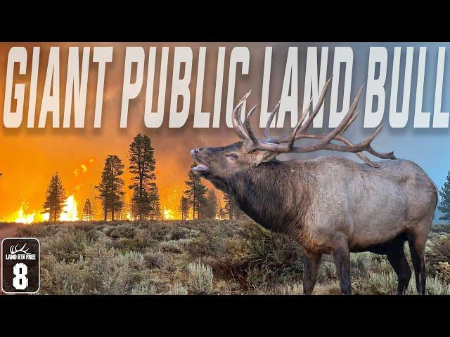 OREGON BULLS IN FIRE SEASON + BLACK BEAR HUNT WINNER & HOYT BOW WINNERS - EP 8 LOF