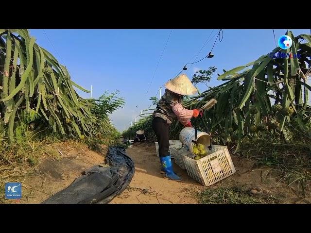 GLOBALink | Eyes on Hainan: South American fruit sweetens life on China's tropical island