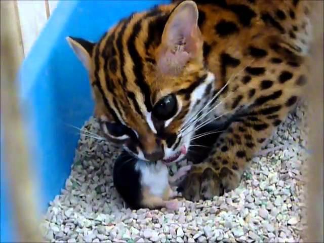 Asian Leopard Cat