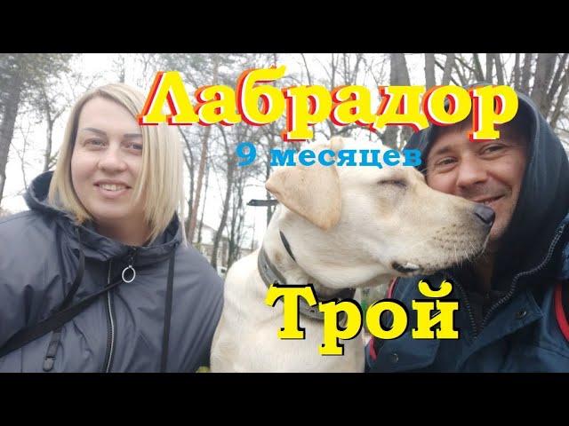 #Labrador Troy 9 months | Лабрадор Трой 9 месяцев