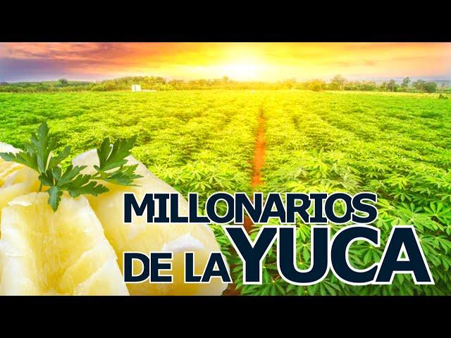 Como generar millones de dólares produciendo Yuca