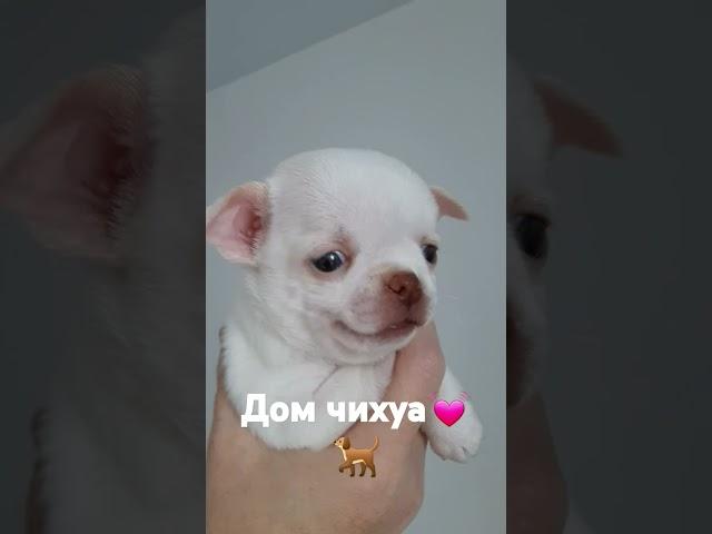 Дом Чихуа
