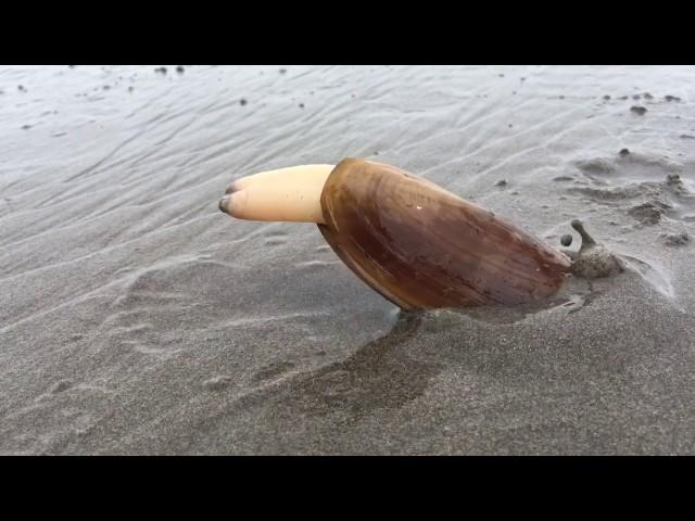 Clam Digs into Sand