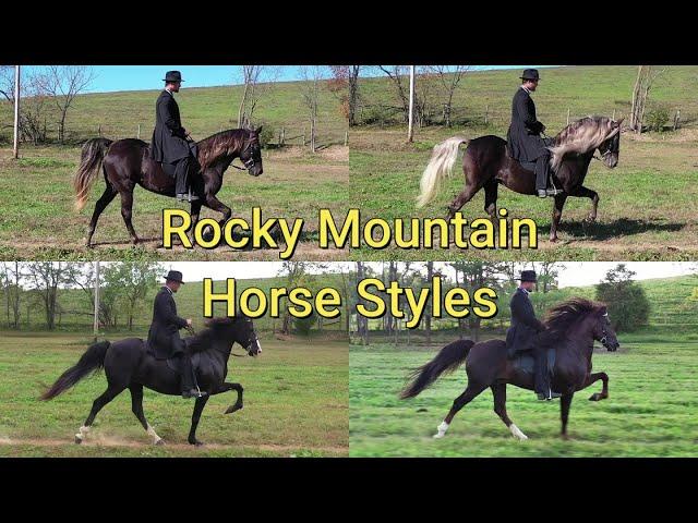 The ROCKY MOUNTAIN HORSE STYLES