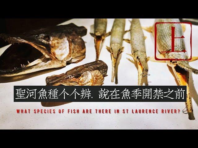 【鱼种介绍Fish Species】(上)北美鱼种辨过来，圣劳伦斯河流域鱼种大全。Fish Species in St Lawrence River?Musky/Walleye/Pike/Salmon