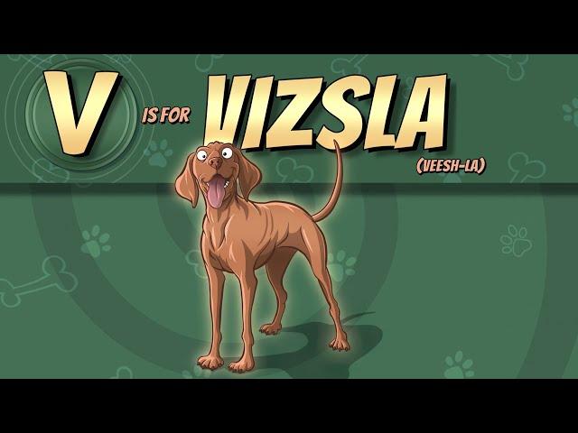 The Vizsla