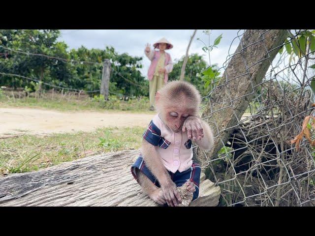 Footage of you crying! Baby monkey SinSin loved his Dad very much since he was a baby