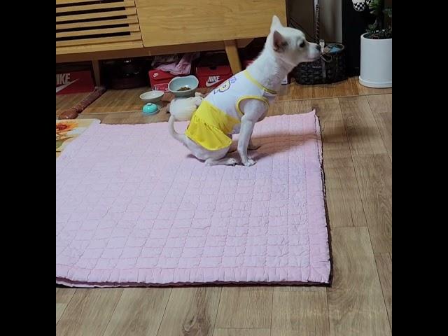 귀여운 땡자